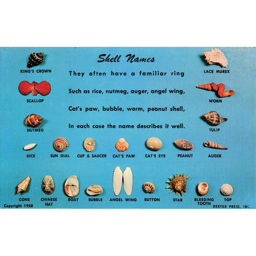Vintage 1958 Dexter Press Shell Names Educational Chrome Postcard DT-17474-B